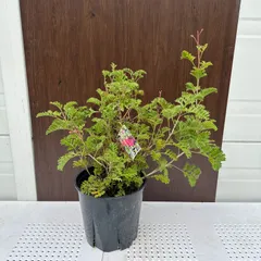 グレビレア　グレープ　　希少　発根済み　ε 超希少】 グレープグレビィレア 1点のみ - メルカリ