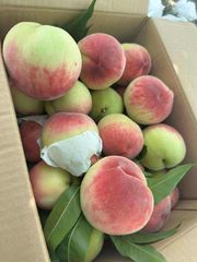 冷蔵クール発送 山梨産  硬め桃3KG
