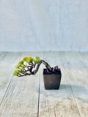 五葉松　小品盆栽　ミニ盆栽　ごようまつ