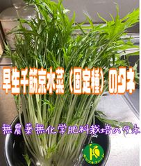早生千筋京水菜（固定種）のタネ　3ml　無農薬無化学肥料栽培の種子