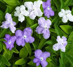 ニオイバンマツリ 挿し木用の枝 4本  紫から白へと変化する花 爽やかな香り ブルンフェルシア  匂蕃茉莉