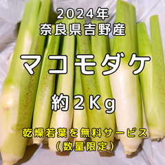 マコモダケ（マコモタケ）約２Kg　☆栽培期間中農薬不使用　☆マコモの乾燥若葉を数量限定で無料サービス実施中　☆吉野川（奈良県）の清流で育った真菰のめぐみ