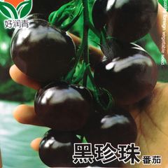 トマト 黒真珠　種　10粒　黑珍珠 番茄 西红柿