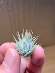 【ネコポス】チランジア イオナンタ ヘーゼルナッツ Tillandsia ionantha 'Hezel Nut' キンクマ農園☆T0118