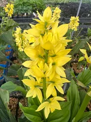 2026年最新】エビネの人気アイテム - メルカリ