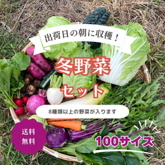 残りわずか【農家厳選】とれたて冬野菜セット　8種類以上　100サイズ　送料無料