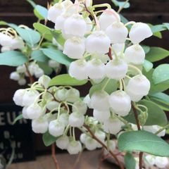 ポットごと スズランの木 ゼノビア 観葉植物 インテリア ガーデニング