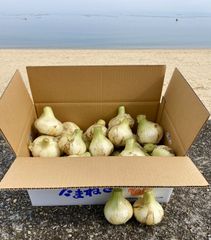 《残りわずか！ / 訳あり》淡路島『歩』新玉ねぎ　10kg【兵庫県淡路島産】