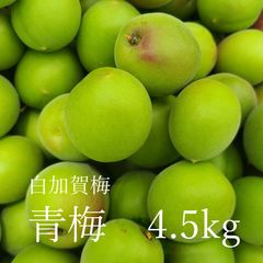 ミートボール様 山梨県産 青梅 甲州小梅 20kg 5月上中旬頃から
