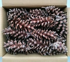 松ぼっくり(70個) ストローブマツ リース 飾り アレンジ クリスマス