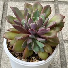 ミックスベリア 夕波 抜き苗 多肉植物 おらいさん - メルカリ