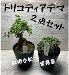 トリコディアデマ　紫晃星　紅姫小松　２点セット　抜き苗