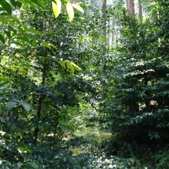 ヒメミコ様専用【愛媛県産】玉串用榊