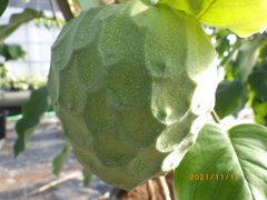 期間限定 レア熱帯果樹 Annona macroprophyllata 種子5個 - メルカリ