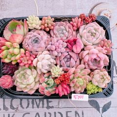 多肉植物 寄せ植えset♡5101