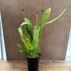 エピフィラム ビーバーテール プラ鉢 現品 Epiphyllum Beavertail クリソカーディウム  エピフィルム  クジャクサボテン  観葉植物 観葉 植物 珍奇植物 珍奇 珍しい 多肉植物 多肉 カクタス サボテン グリーン