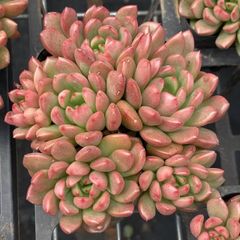 r*く様 E-546　花団錦　土鉢付き　24鉢　多肉植物 エケベリア 韓国苗 サ 人気商品【24鉢の土鉢付きセット】花団錦！ 多肉植物 佐川急便