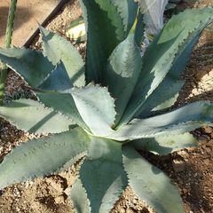 大株　直径70センチ　スカポサ　scaposa アガベ agave アガベ スカポサ