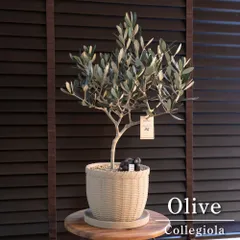 耐寒性◎ Olive オリーブの木 Collegiola コレッジョラ オリーブ 陶器