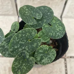 2025年最新】カンアオイ 植物の人気アイテム - メルカリ