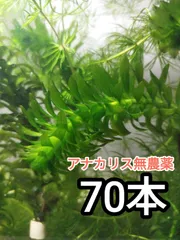 【専用ページ】天然 アナカリス、1000本【超メルカリ市価格】 2026年最新】アナカリスの人気アイテム - メルカリ