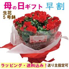 母の日　カーネーション　生花　ラッピング込み！5月11日指定可能！送り主指定可！5号鉢でボリュームあり！送料無料！