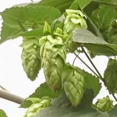 【 まめねこさん専用 】ホップ苗 ヴィスタ 雌株 最新品種 アメリカ直輸入株 等　2株