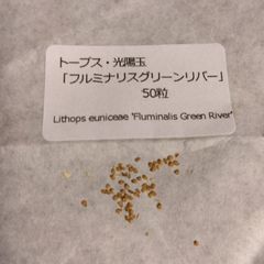 【種子50粒】リトープス・光陽玉「フルミナリスグリーンリバー」