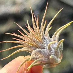 チランジア イオナンタ ロシータ Tillandsia ionantha Rosita＊エアプランツ＠フラワーショップ江口