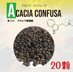 発芽補償 ソウシジュ 相思樹  Acacia confusa  種子 20粒