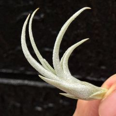 チランジア キューティーパイ Tillandsia Cutie Pie | Shop at Mercari