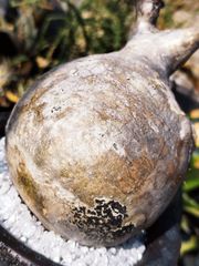 【美株】Pachypodium gracilius パキポディウム グラキリス 象牙宮 マダガスカル産 現地株 発根済み　高級陶器鉢