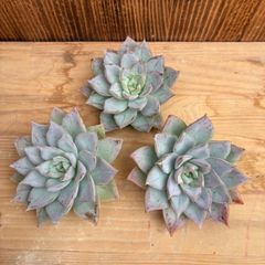 ホワイトアングル◎多肉植物 カット苗 韓国苗 エケベリア等 ホワイトアングル◎多肉植物 カット苗 韓国苗 エケベリア等 送料1/4