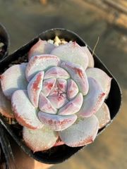 韓国苗 バイキング ♡ ALL 500円 ♡ Yahoo!オークション - 新入荷 韓国苗 紅玉 可愛い紅葉大苗美苗