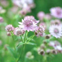 MICO　　花苗　アストランティア　ローマ　宿根草 宿根草 苗 アストランティア ローマ 10.5cmポット 切り花向け 耐寒性