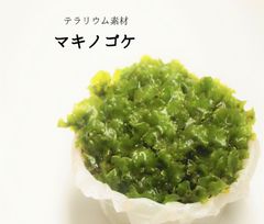 マキノゴケ