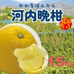 【訳あり】河内晩柑　みしょうゴールド　１５ｋｇ　※東北地方の方は、必ず注文する前に説明文を読んでいただきご理解されてからの購入をお願いいたします。