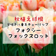 2025年最新】チューリップフォックストロットの人気アイテム 2025年最新】チューリップフォックストロットの人気アイテム