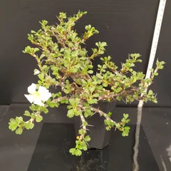 美形　特大　選抜　サルコカウロン　クラシカウレ　塊根　コーデックス 美形 特大 選抜 サルコカウロン クラシカウレ 塊根 コーデックス