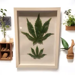 光触媒　人工観葉植物　マリファナ　草　大麻　CBD 123@@@のサムネイル