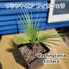 【大人気】【鉢ごと発送】ワシントンヤシ　ワシントニアフィリフェラ？　ロブスタかも？　Washingtonia filifera　2025-3-14-wf5