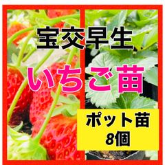 苗の専門店発送‼️いちご苗‼️8ポット‼️宝交早生