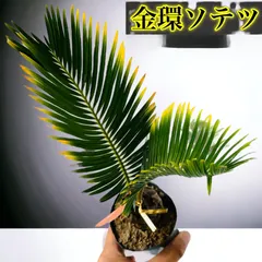 金環蘇鉄 特別価格 金環 ソテツ」の人気商品一覧 | 安い商品を通販サイトから探す