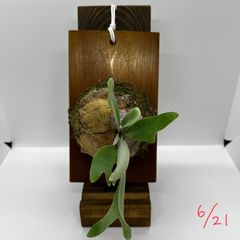 ビカクシダ　白ビフ　Platycerium “ E-1 ” 子株 板付