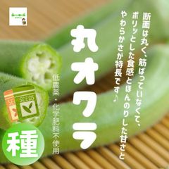 丸オクラの種　１袋５０粒以上