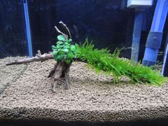 353．流木付き水草 アヌビアスナナプチ 南米ウィローモス