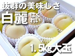 【冷蔵便】岡山産　　白麗　5玉～7玉　約1.5ｋｇ　1箱　発送：8月中旬～　光センサー糖度測定品