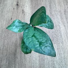 エラトステマsp.ラオス