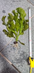 【特大】アポノゲトン ウルバケウス　イモ付き