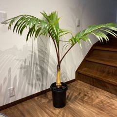 送料無料 130cm トックリヤシ ヤシ 風水 縁起 観葉植物 - ALOHA PLANTS